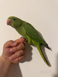 Parrocchetto dal collare maschio allevato a mano