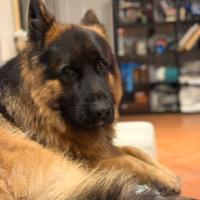 Pastore tedesco disponibile per accoppiamento