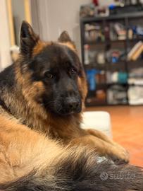 Pastore tedesco disponibile per accoppiamento