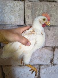 Giovani galletti livornese