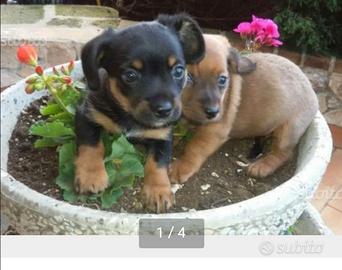Cuccioli di maltese mix pinscher