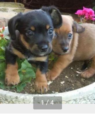 Cuccioli di maltese mix pinscher