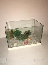 Acquario x tartaruga