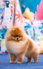 Spitz di pomerania ( toy) maschio per acoppiamento