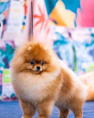 Spitz di pomerania ( toy) maschio per acoppiamento