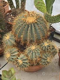 Ferocactus Glaucescens pianta madre
