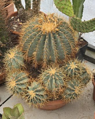 Ferocactus Glaucescens pianta madre