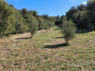 Terreno con bosco di leccio loc. Aronne Vecchia