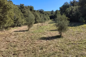 Terreno con bosco di leccio loc. Aronne Vecchia