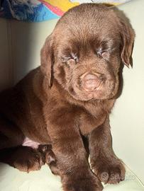 Cucciolo Labrador cioccolato