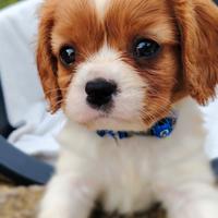 Cavalier King