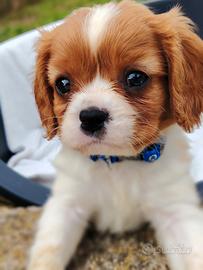 Cavalier King