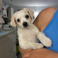 Chihuahua puro a pelo lungo