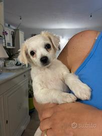 Chihuahua puro a pelo lungo