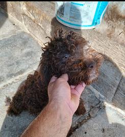cucciolo di lagotto 