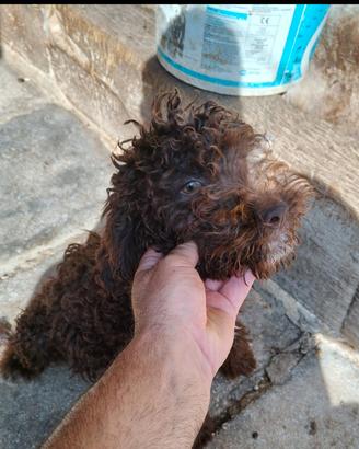 cucciolo di lagotto 