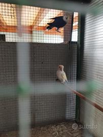 Inseparabili