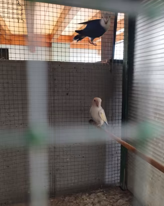 Inseparabili