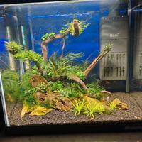 Newa Mirabello Mir40 