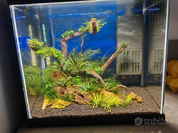 Newa Mirabello Mir40 