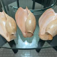 Set 3 conchiglie MEDIE Cymbium Glans Gamelan