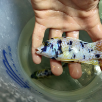 Aulonocara marmelade ciclidi africani adulti