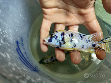 Aulonocara marmelade ciclidi africani adulti
