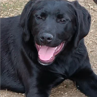 Cucciola 4 mesi incrocio rohedesian