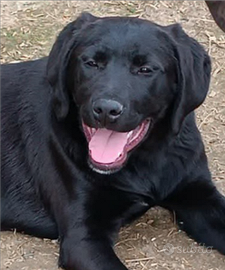 Cucciola 4 mesi incrocio rohedesian