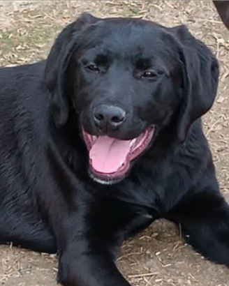 Cucciola 4 mesi incrocio rohedesian