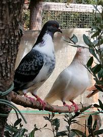 Piccioni, colombi razza california e texani