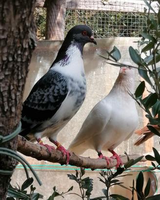 Piccioni, colombi razza california e texani