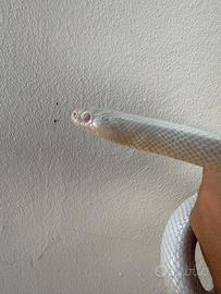 Serpente Del Grano con teca