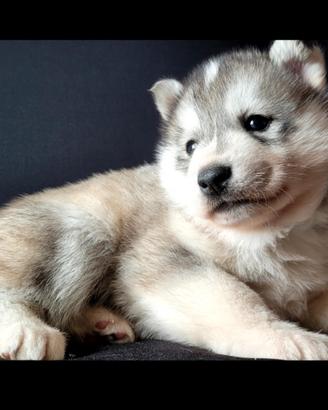 SIBERIAN HUSKY CUCCIOLi CON PEDIGREE