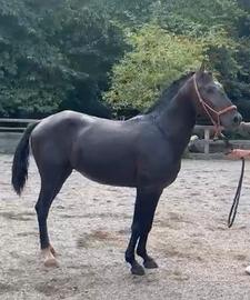 Cavallo Lusitano