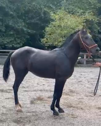 Cavallo Lusitano