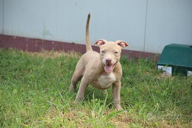 Cuccioli di Pit Bull con pedigree anche a rate