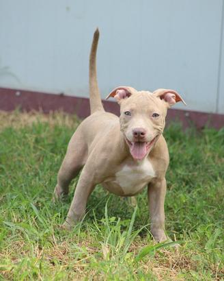 Cuccioli di Pit Bull con pedigree anche a rate