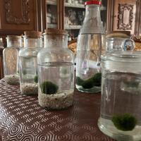 Vaso marimo ball