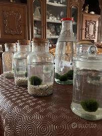 Vaso marimo ball