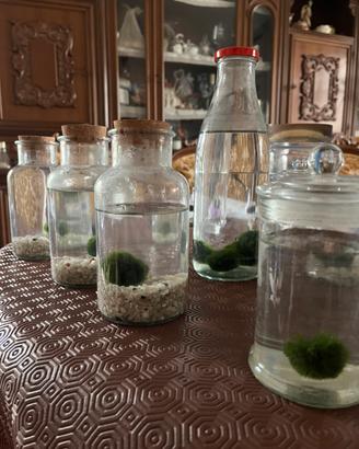 Vaso marimo ball