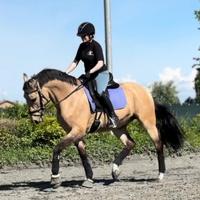 Cavallo da dressage