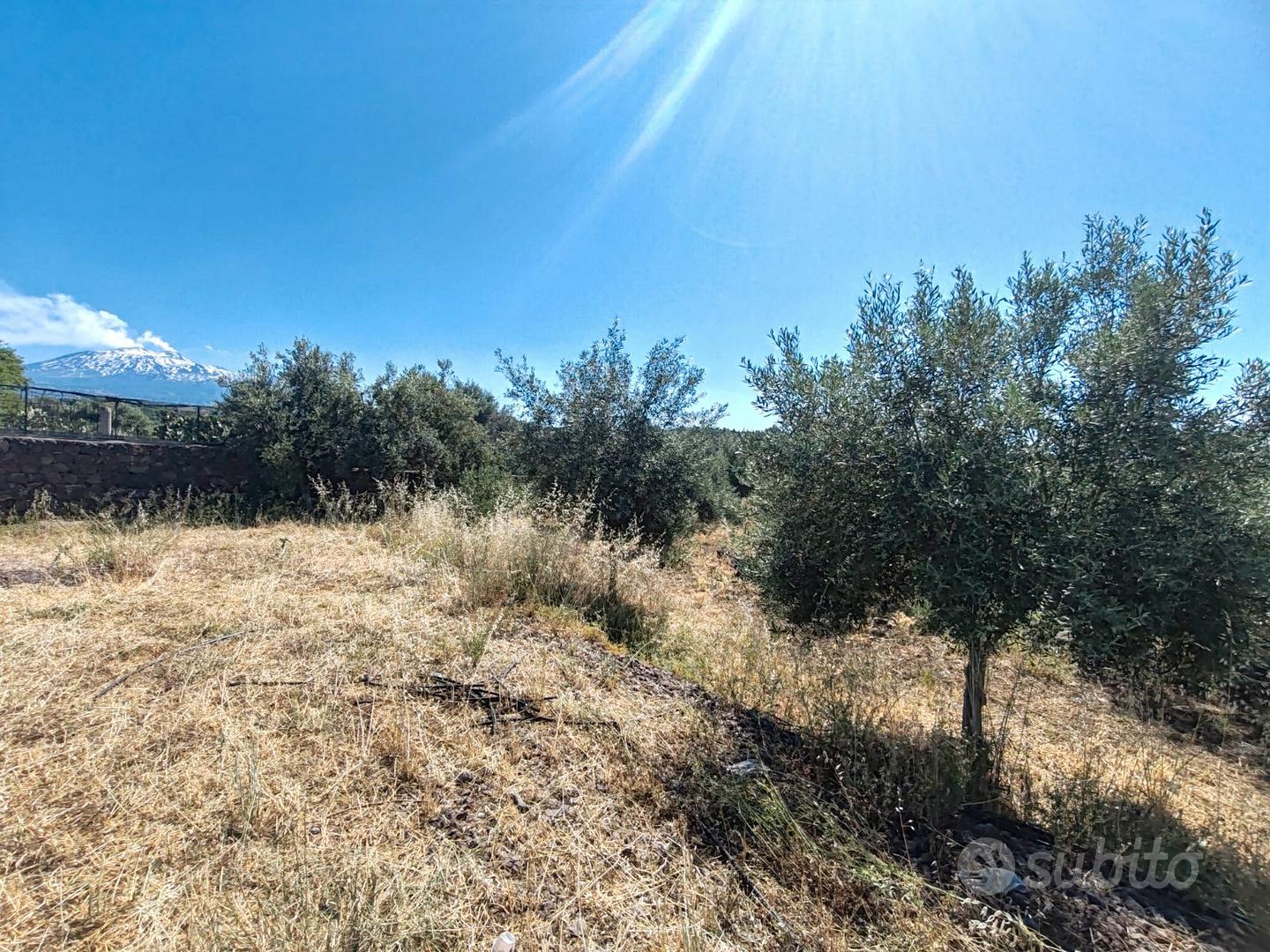 Uliveto con caseggiati - Vista 4