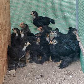 Brahma Nero Collo Striato Pulcinotti 45 Giorni