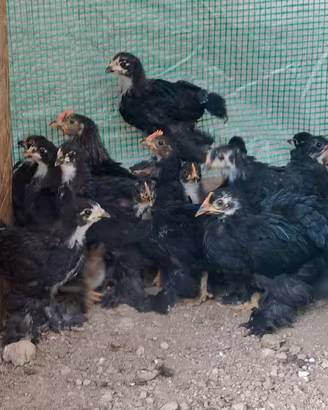 Brahma Nero Collo Striato Pulcinotti 45 Giorni