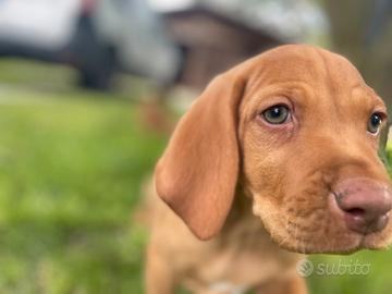 Cuccioli di bracco ungherese a pelo corto Vizsla
