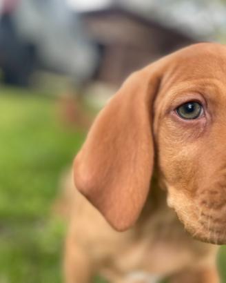 Cuccioli di bracco ungherese a pelo corto Vizsla