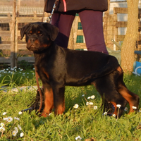 Rottweiler cucciolo