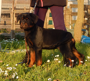 Rottweiler cucciolo