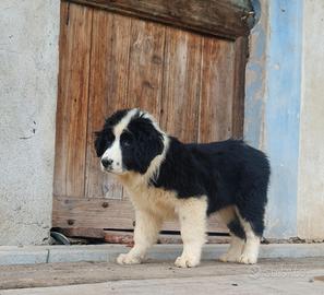 Cuccioli inc Terranova